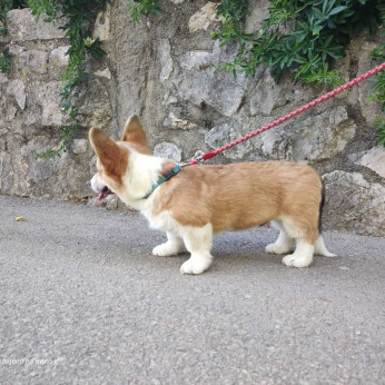 Pembroke walesi corgi kölykök