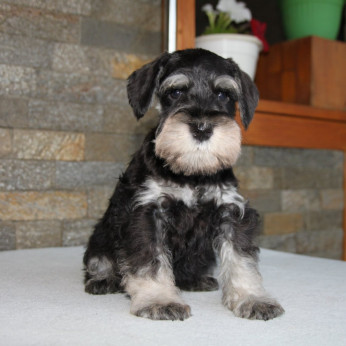 Miniatűr schnauzer GYÖNYÖRŰ kutyusok