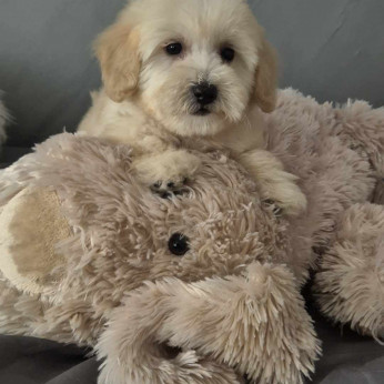 Uszkár és Maltipoo kölykök