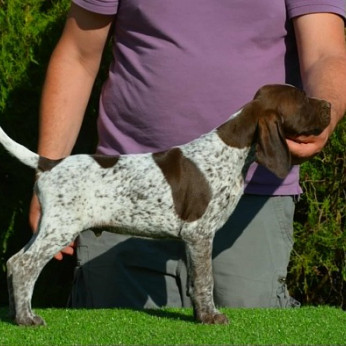 Német rövidszőrű vizsla kölykök