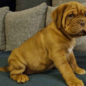 Bordeaux-i dog kiskutyák