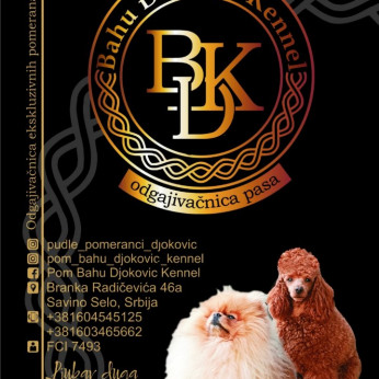 Cockapoo kölykök