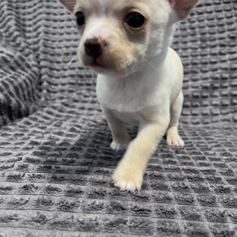 Chihuahua kölykök
