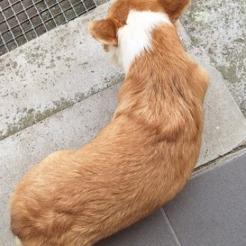 Két növendék corgi lány eladó