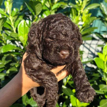 Lagotto Romagnolo kölykök