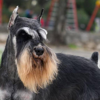 Miniatűr schnauzer kölykök