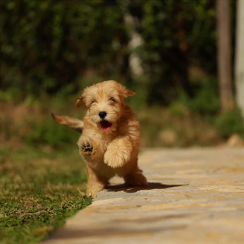 Bichon Havanese kölykök