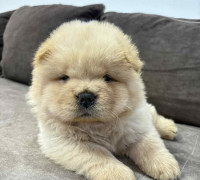 Fajtiszta CHOW-CHOW kölykök