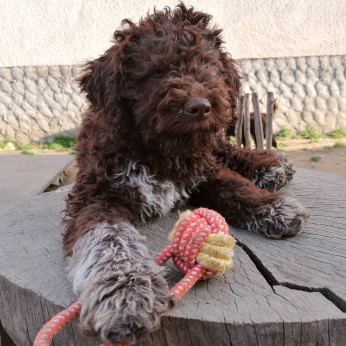 lagotto romagnolo kiskutyák