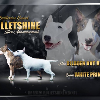 Bullterrier