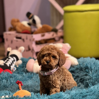 Toy Uszkár (Poodle) kölykök