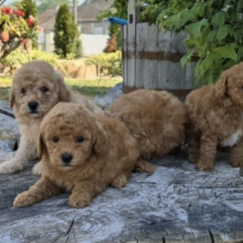 Maltipoo kölykök