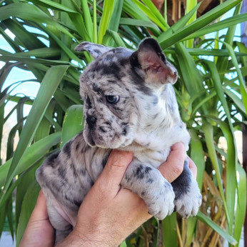 Merle francia bulldog kölykök