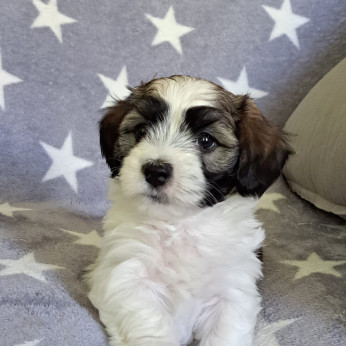 Havanese Bichon kölykök