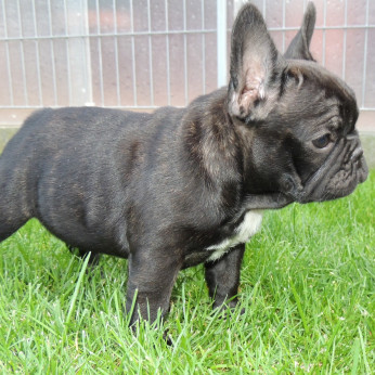 Francia bulldog FCI