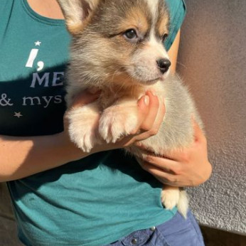 Walesi Corgi Pembroke kölykök