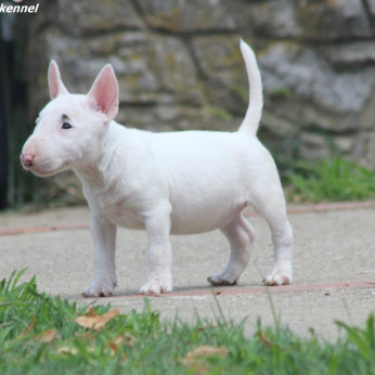 Miniatűr bullterrier kölykök