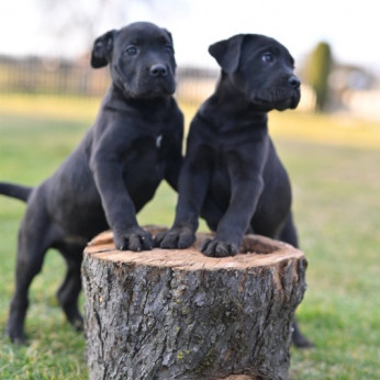 Cane Corso kiskutyák eladók