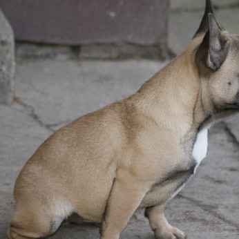 francia bulldog