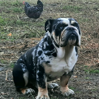 Angol bulldog kölyökkutya