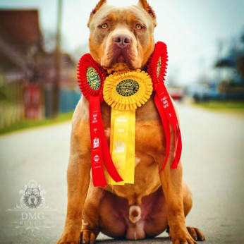 Amerikai Bully / Pit Bull Terrier kölykök