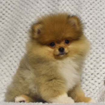 Pomerániaiak Boo kiskutyák eladók