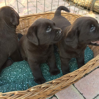 Labrador retriever kiskutyák