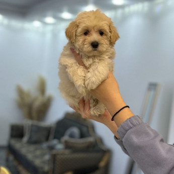 Maltipoo kölykök