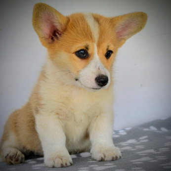 Walesi Corgi Pembroke kiskutyák eladók