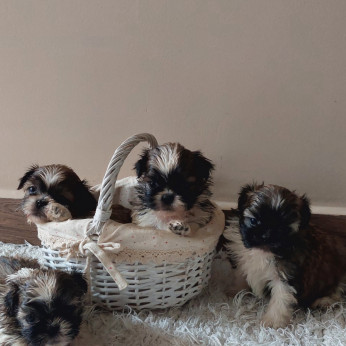 Shih-tzu babák Eladók!
