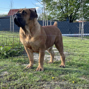 Dél-afrikai masztiff – Boerboel kölykök