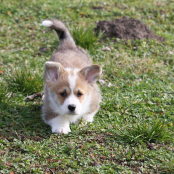 Pembroke walesi corgi kölykök