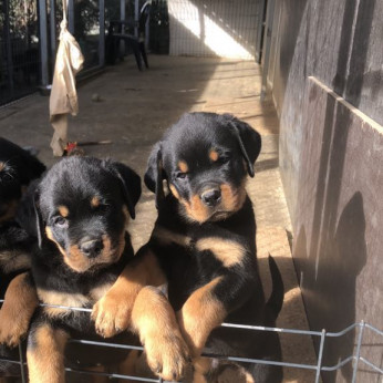 Eladó Rottweiler kiskutyák
