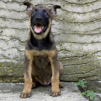 Malinois belga juhászkutya kölykök