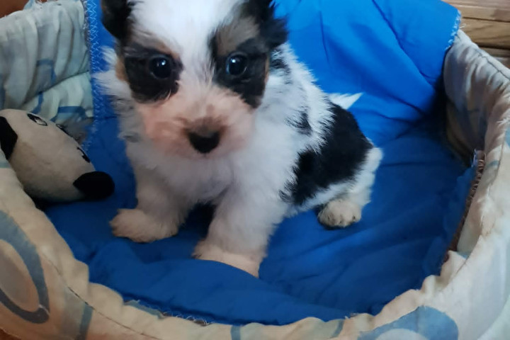 Biewer Yorki Yorkshire Terrier 2 hónapos kisfiú eladó!