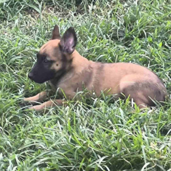 Malinois belga juhászkutya kölykök