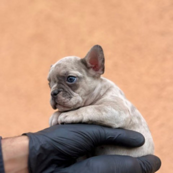 Egzotikus Francia Bulldog Balkán – KIVÁLÓ minőségű kölykök