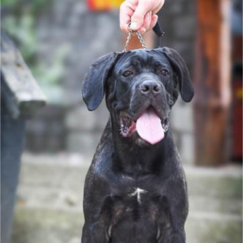 Cane Corso kan kiskutya