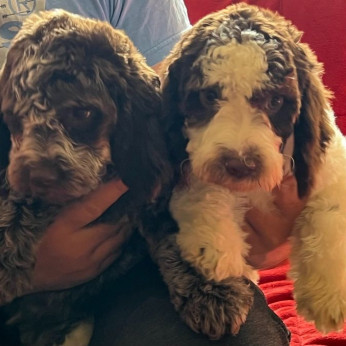 Lagotto Romagnolo eladó