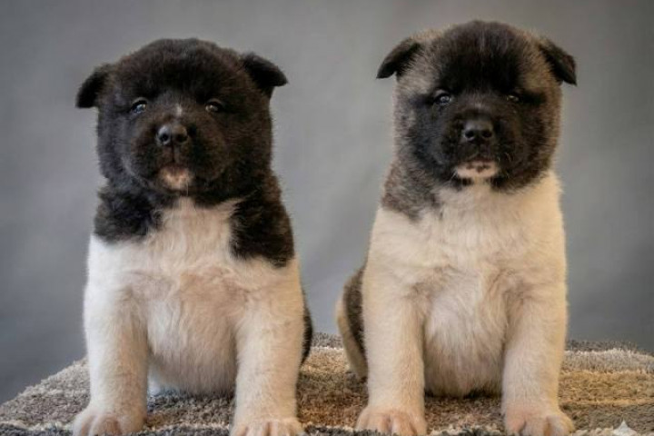 Amerikai akita, kivételes kölykök