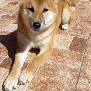 Shiba inu kölykök