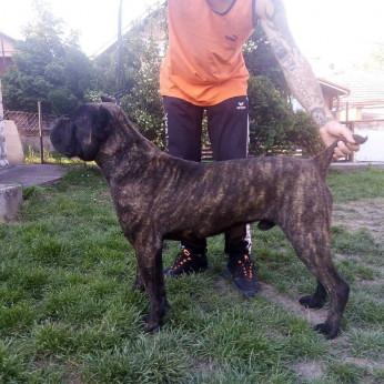 Cane Corso fiú eladó