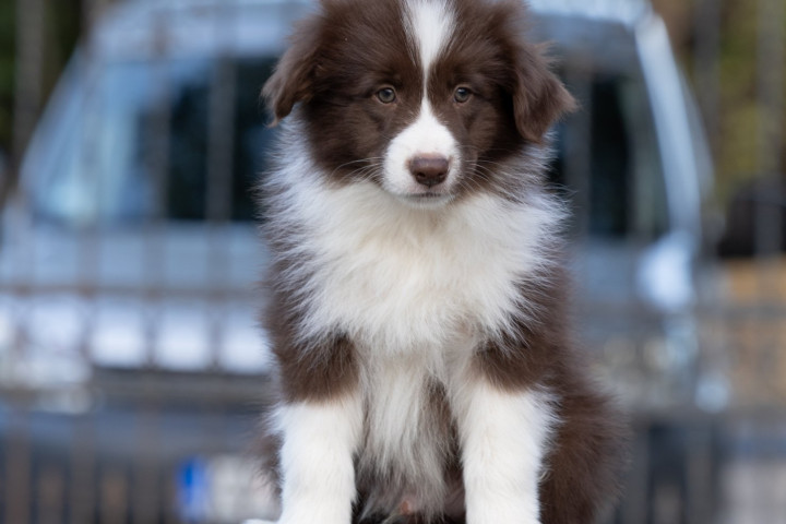 Border Collie kölykök