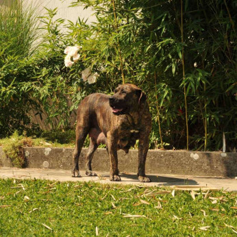 Dél-afrikai masztiff – Boerboel kiskutyák