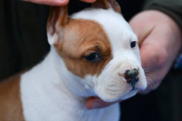 Amerikai staffordshire terrier kölykök