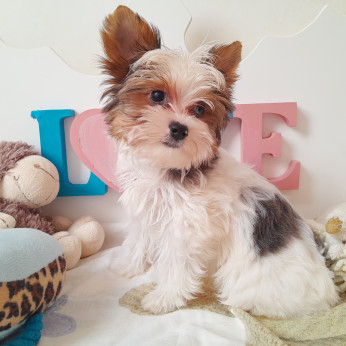 Yorkshire terrier kisfiúk yorki