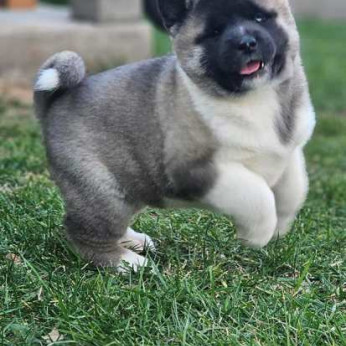 Amerikai akita, TOP kölykök