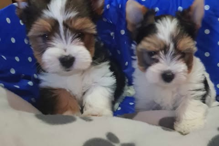 Biewer Yorki Yorkshire Terrier 2 hónapos kislány kisfiú eladó!