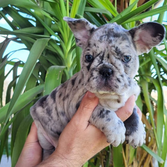 Merle francia bulldog kölykök