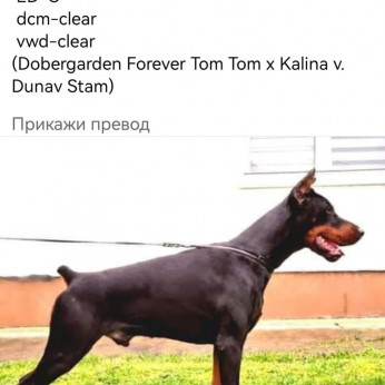 Doberman TOP kölykök